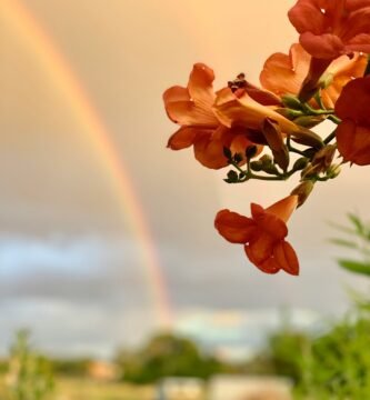 a rainbow in the sky over a field of flowers