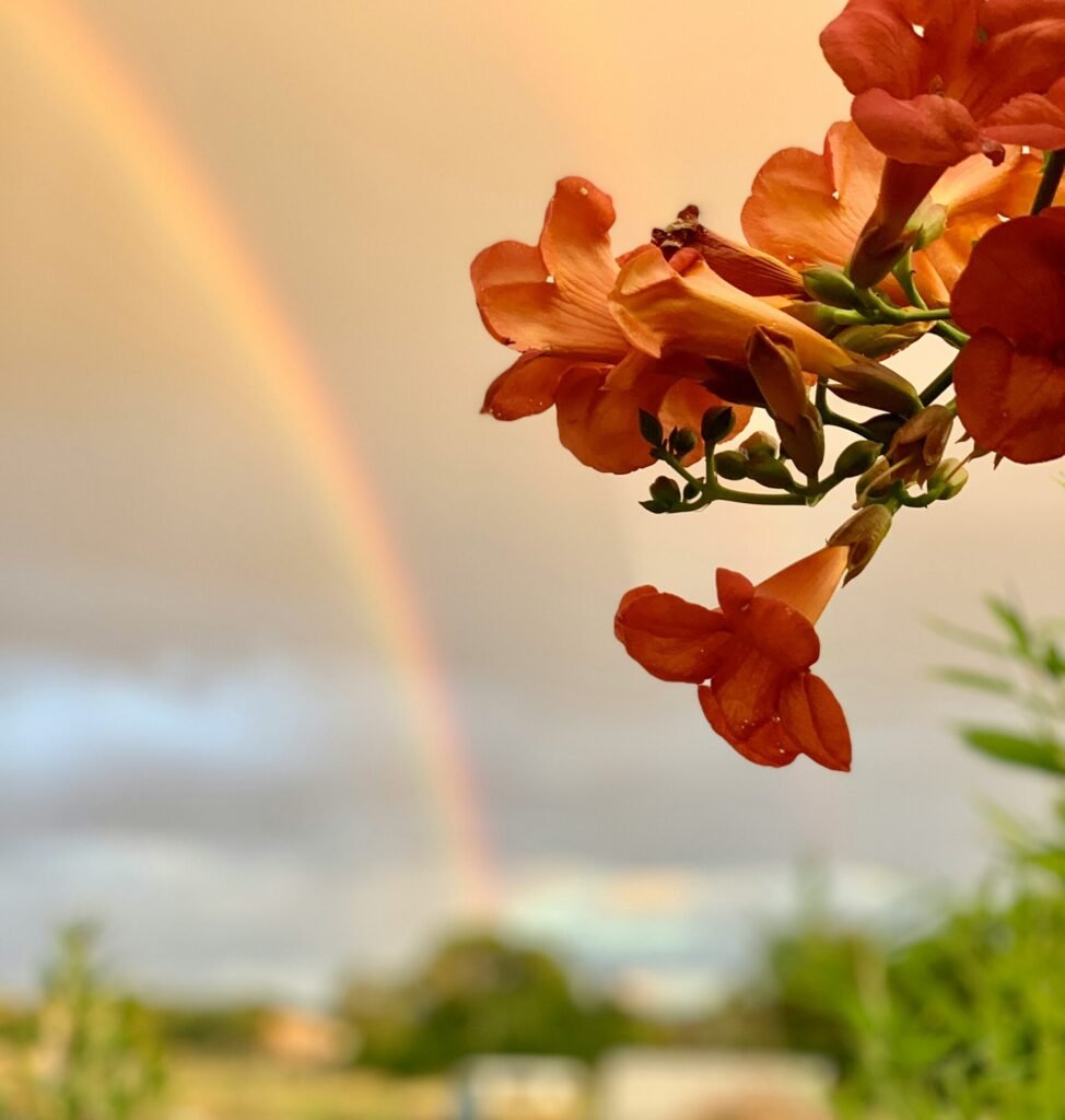 a rainbow in the sky over a field of flowers